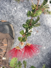 Calliandra haematomma