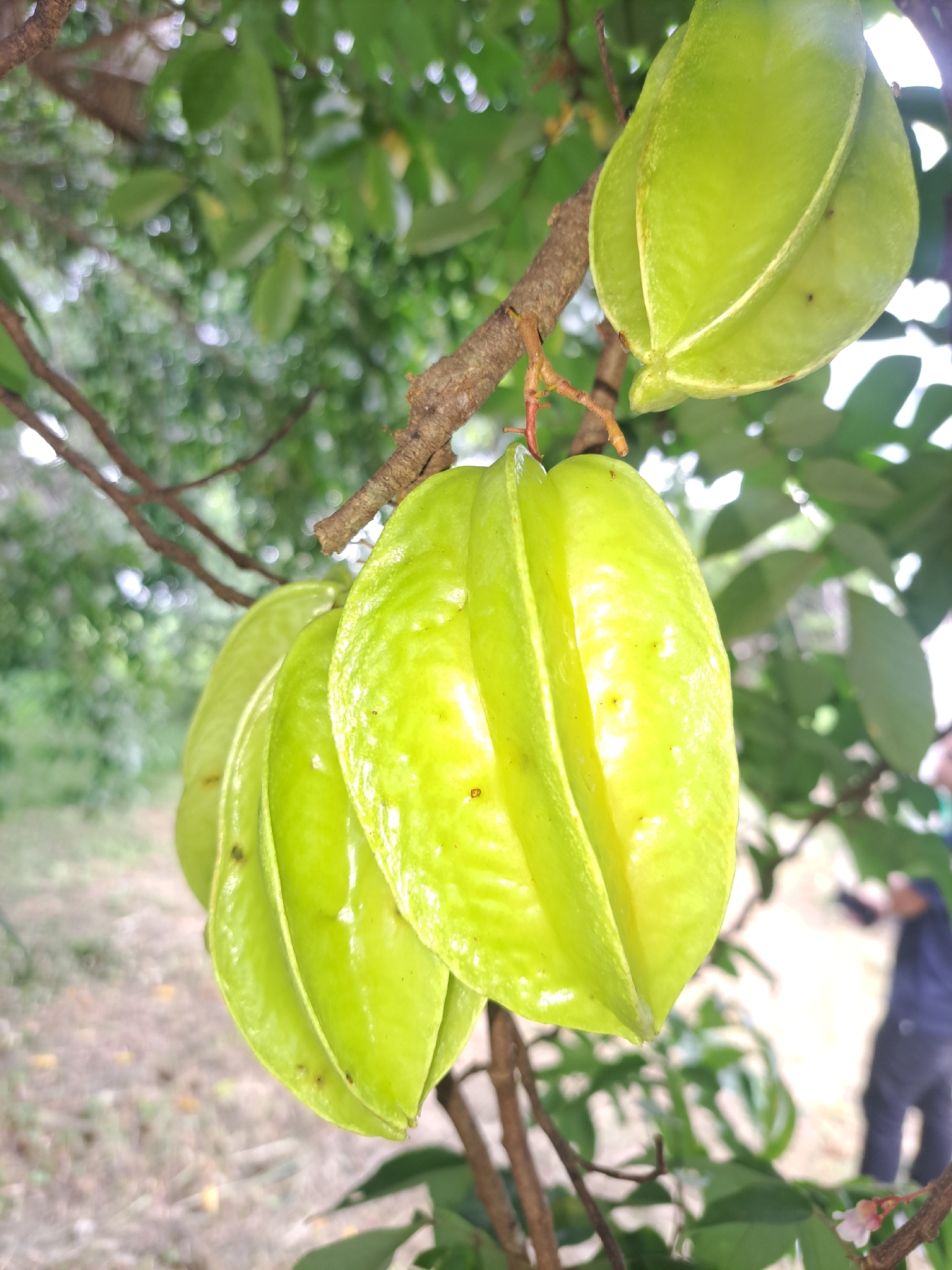 Averrhoa carambola