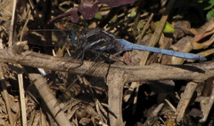Orthetrum caffrum