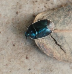 Canthophorus melanopterus