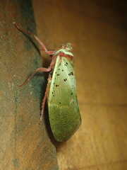 Copidocephala guttata