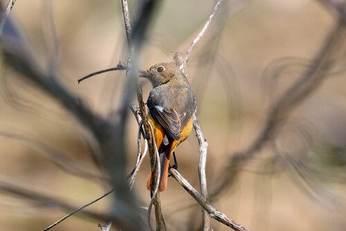 Daurian Redstart