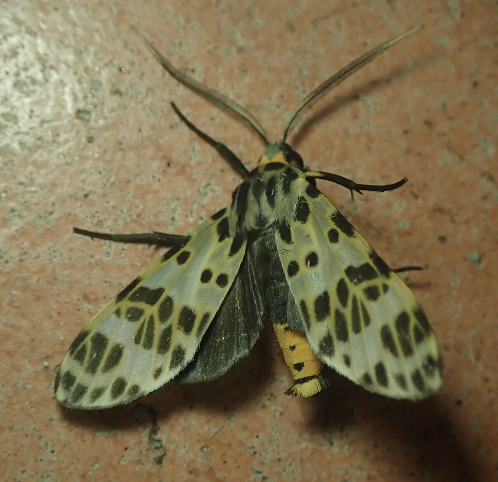 Heliura thysbodes