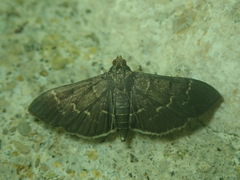 Pilocrocis