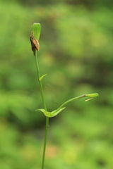Lilium debile