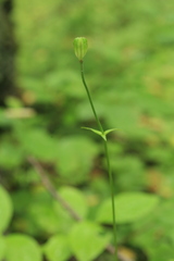 Lilium debile