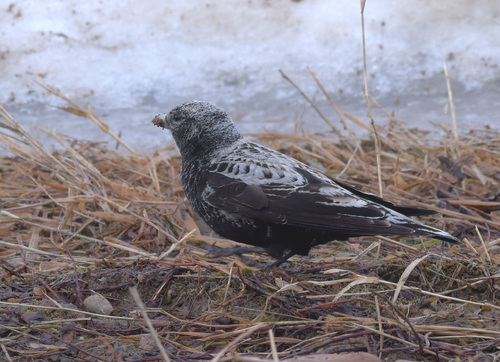 Black Lark, Бакчар, Томская обл., Россия, 636200, photo 5 of 10