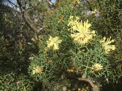 Petrophile divaricata