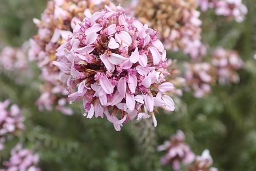 Image of Disparago ericoides by no rights reserved