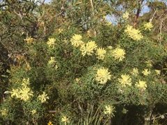 Petrophile divaricata