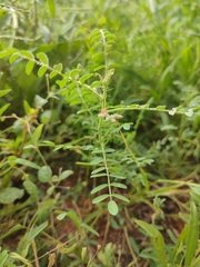 Indigofera colutea