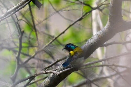 Fork-tailed Sunbird