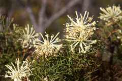 Petrophile divaricata