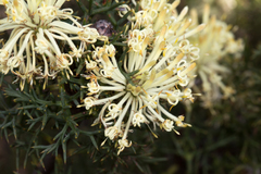 Petrophile divaricata