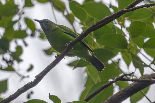 Orange-bellied Leafbird