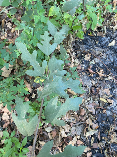 Ficus heterophylla, 2026-03-29