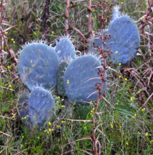 nopal tapón (Opuntia robusta)