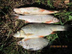 Chondrostoma variabile