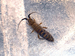 Orchesella multifasciata