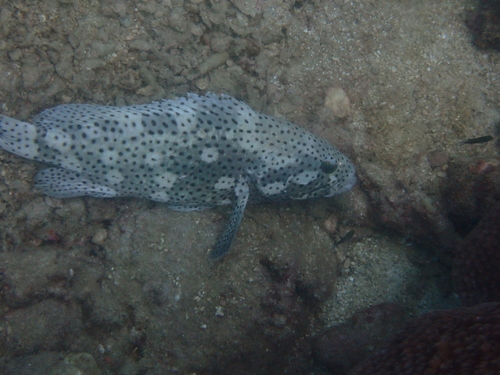 Epinephelus corallicola observed 2026-03-30
