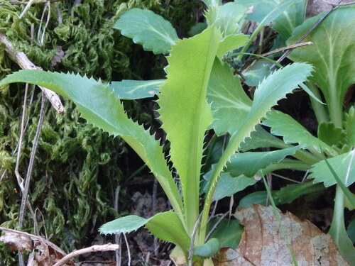 Eryngium duriaei, photograph 4