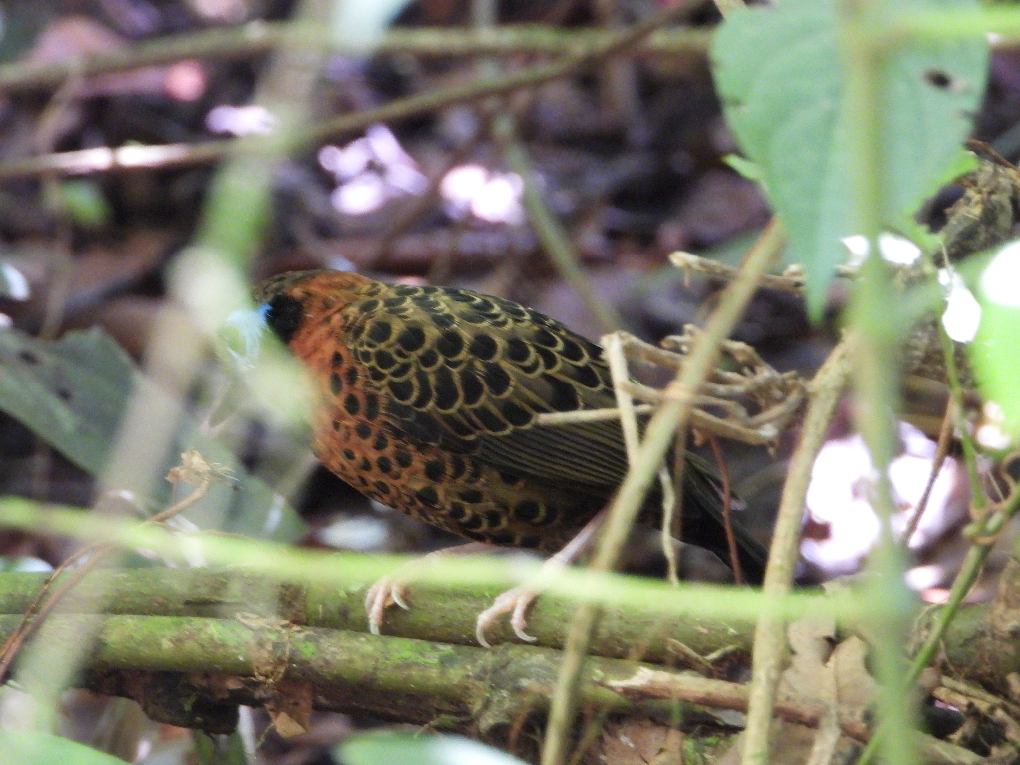 Ocellated Antbird (Phaenostictus mcleannani), photo 4