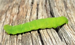 Ophyx ochroptera