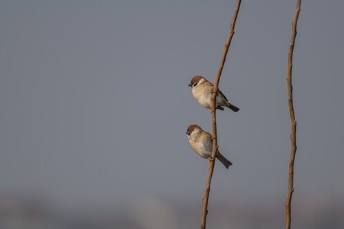 Eurasian Tree Sparrow