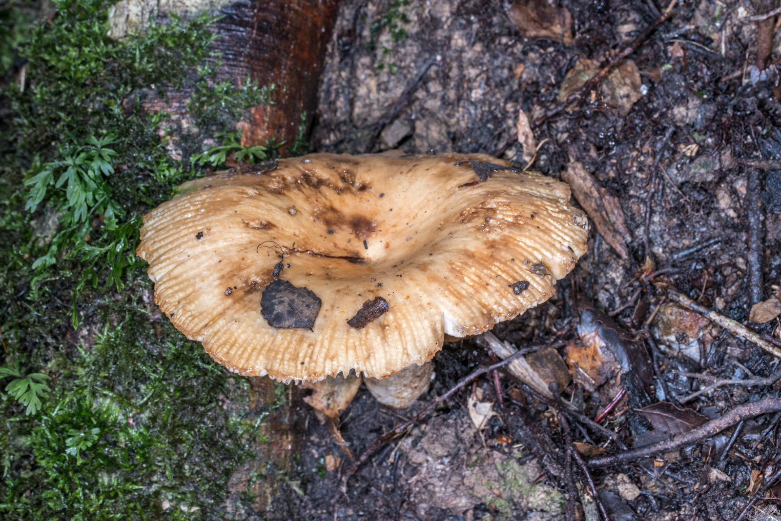 Russula novae-zelandiae image