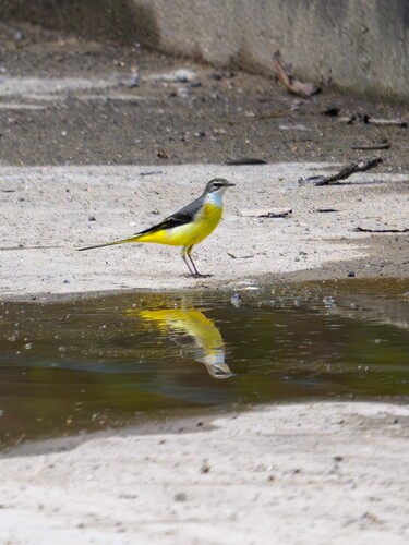 Grey Wagtail