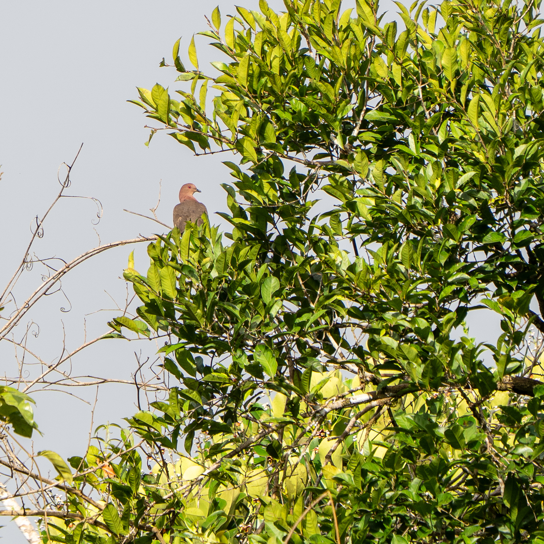 Short-billed Pigeon (Patagioenas nigrirostris), photo 3
