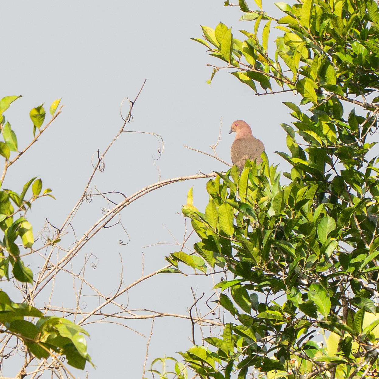 Short-billed Pigeon (Patagioenas nigrirostris), photo 4
