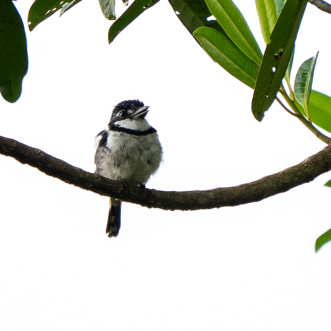 Pied Puffbird (Notharchus tectus), photo 4