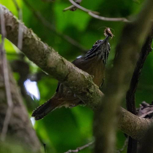 Stripe-throated Wren (Cantorchilus leucopogon), photo 6