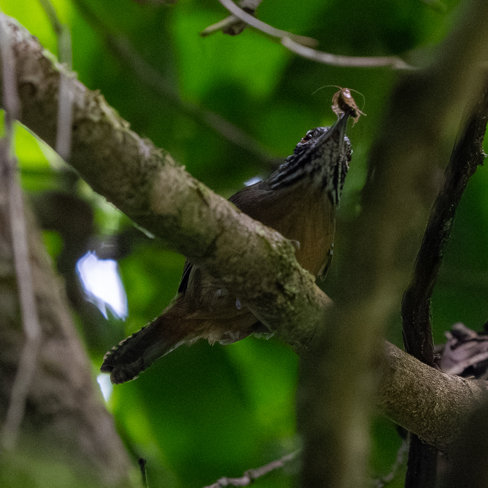 Stripe-throated Wren (Cantorchilus leucopogon), photo 1