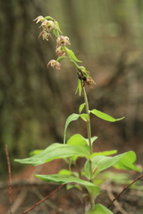 Epipactis papillosa