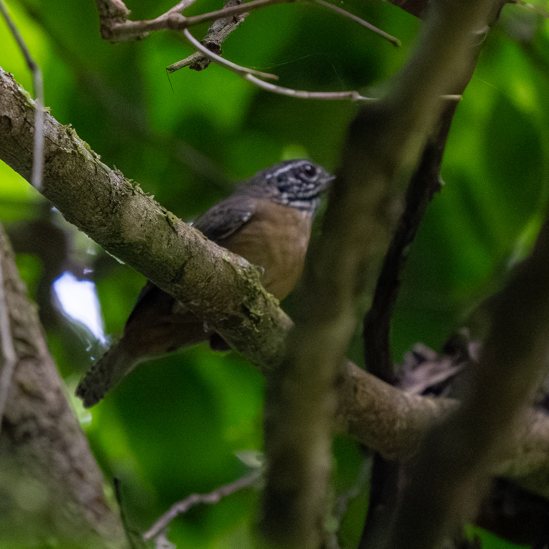 Stripe-throated Wren (Cantorchilus leucopogon), photo 2
