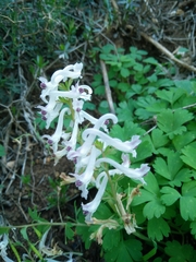 Corydalis triternata