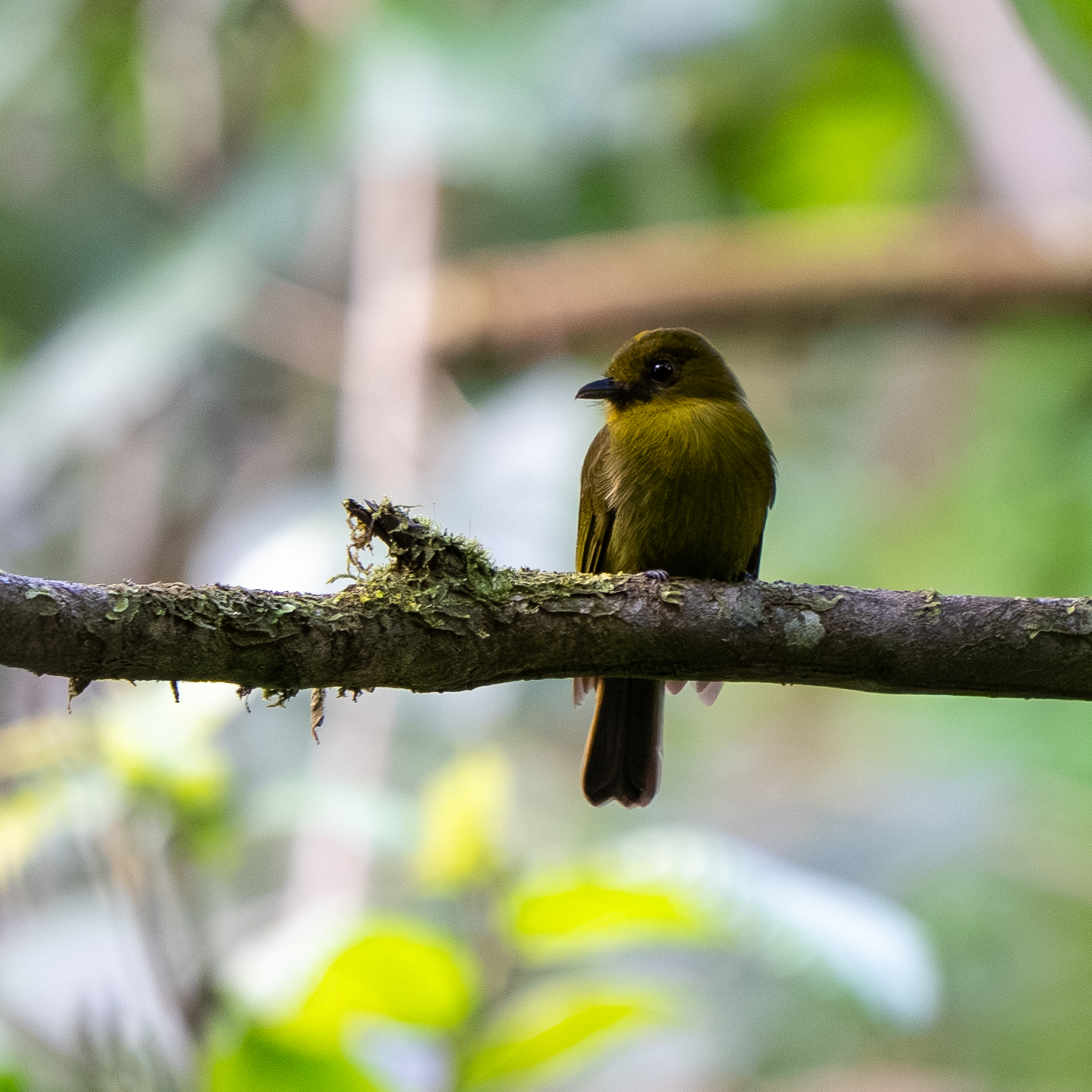 Sapayoa (Sapayoa aenigma), photo 1