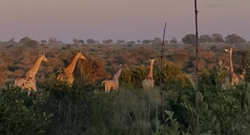 Southern Giraffe