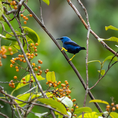 Shining Honeycreeper (Cyanerpes lucidus), photo 5