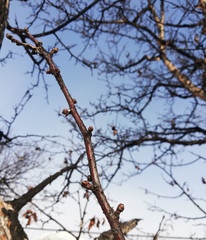 Crataegus chlorosarca