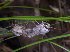 Proteuxoa amaurodes