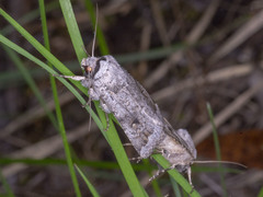 Proteuxoa amaurodes
