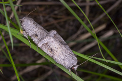 Proteuxoa amaurodes