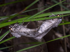 Proteuxoa amaurodes