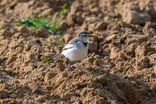 White Wagtail