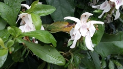 Justicia adhatodoides