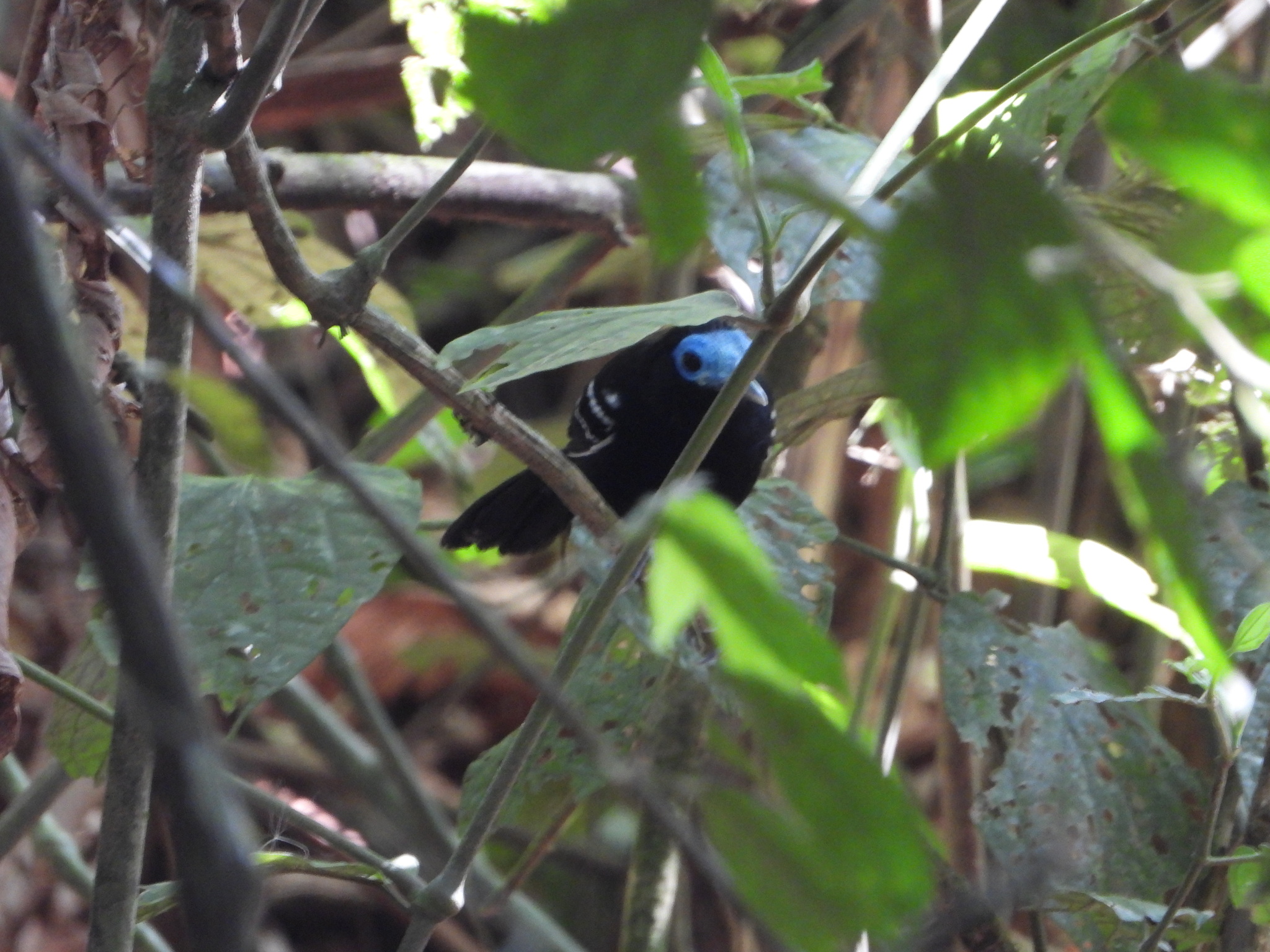 Bare-crowned Antbird (Gymnocichla nudiceps), photo 3