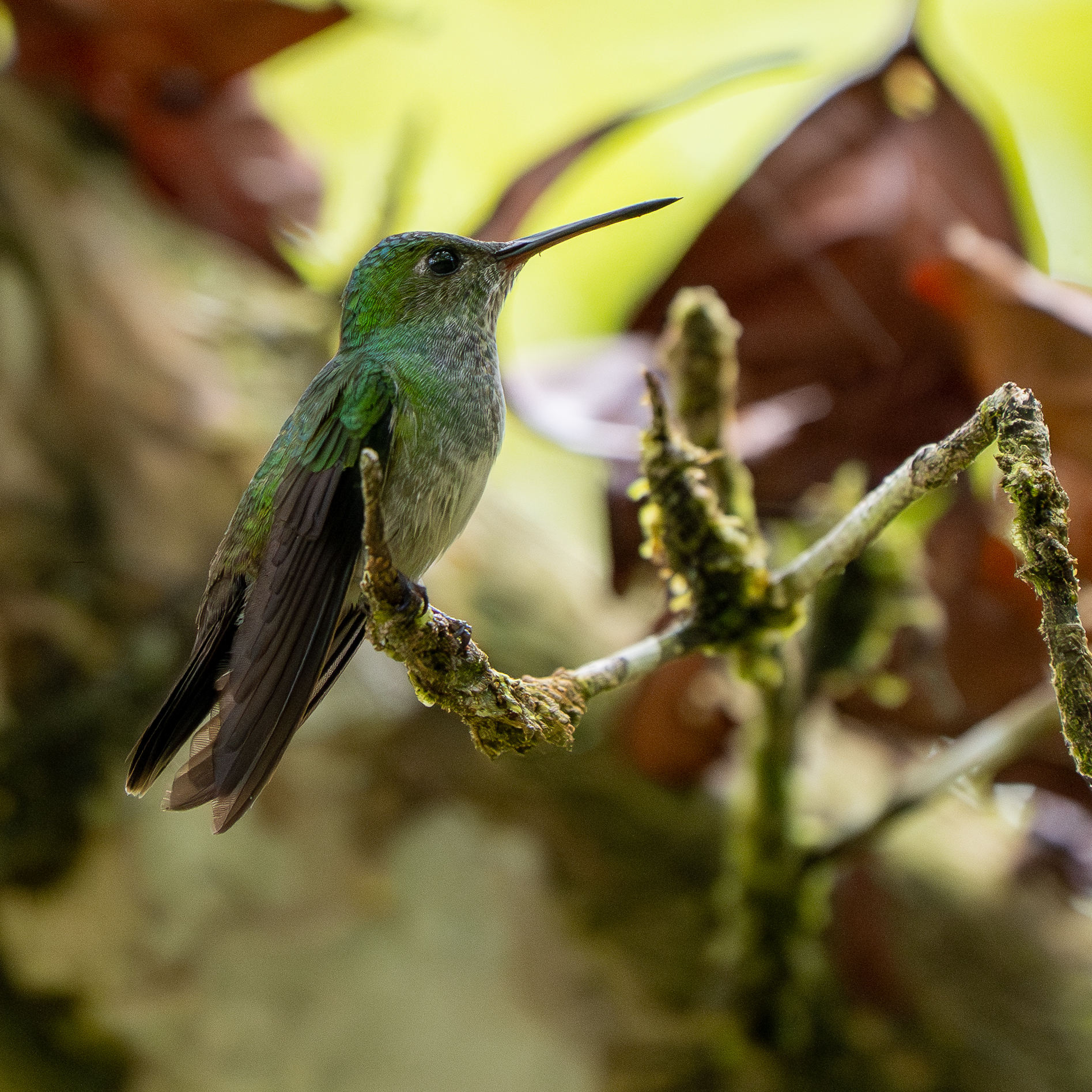 Blue-chested Hummingbird (Polyerata amabilis), photo 3